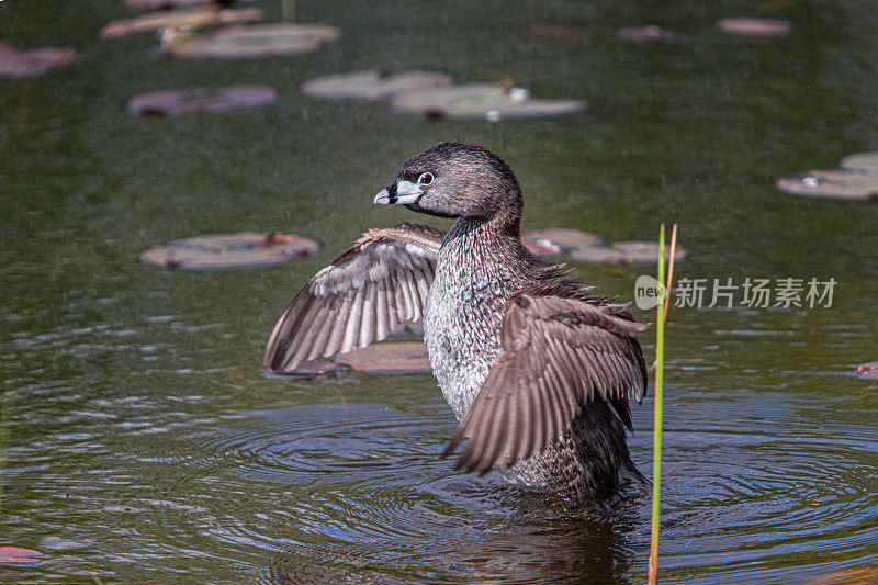 各种各样的账单grebe, pid -billed grebe, American dabchick。